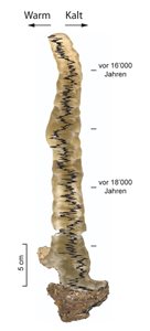 Analyses géochimiques le long d'une Stalagmite. © Marc Luetscher 